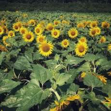 �����޾������տ�����