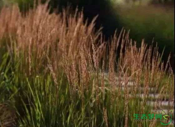 小盼草